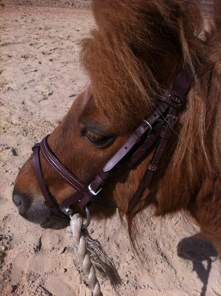 Shetlænder Emil!<33 - WOW!<33 billede 8