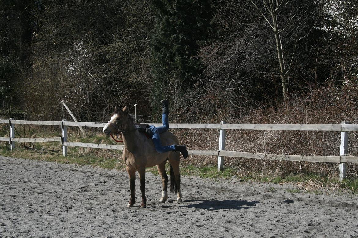 Welsh Partbred (Sec F) Tivall - Failer lidt i et forsøg på at komme op på ham. Haha!:-D billede 10