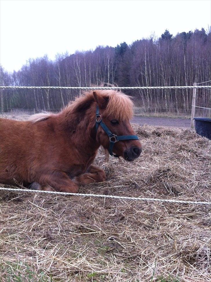 Shetlænder Emil!<33 - Nuurrrh Min Dejlige Dreng!<33 billede 9