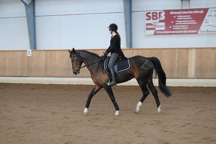 Dansk Varmblod San Luca - Til showstævne d. 15/4-12, klædt ud som Zorro :-) Foto: Cecilie Rømer Hansen billede 11