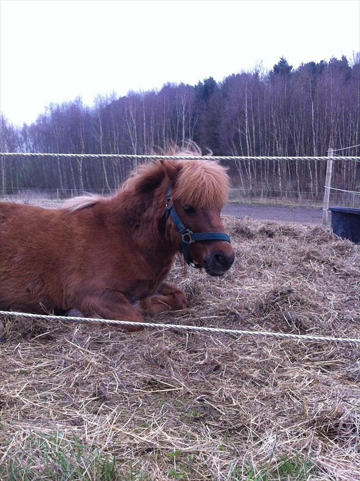 Shetlænder Emil!<33 - Basse!:-* billede 10