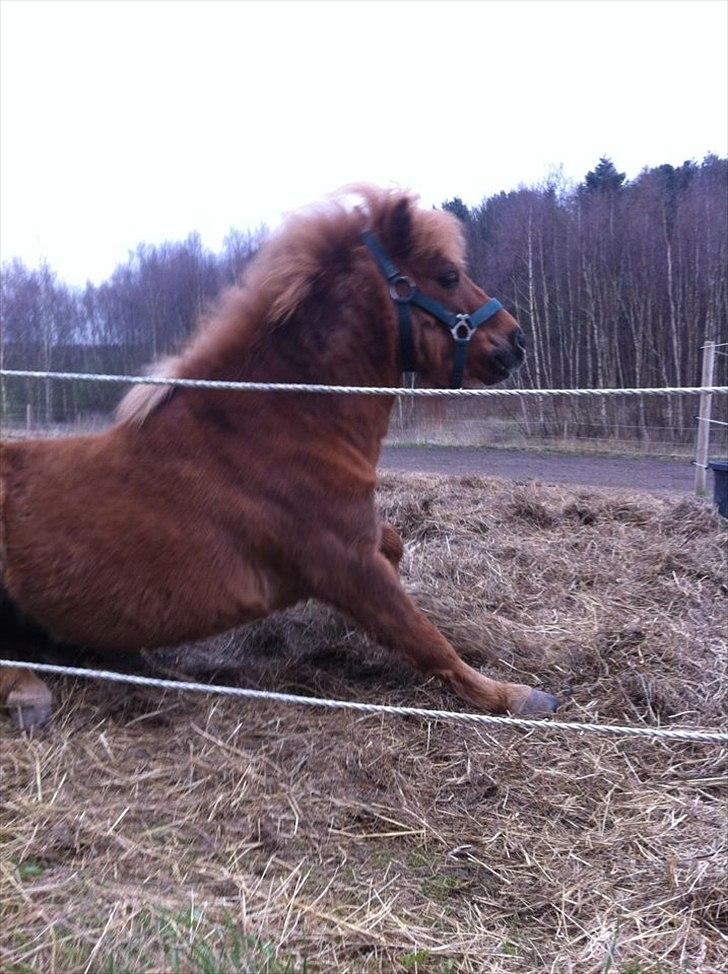 Shetlænder Emil!<33 - Uhh Der Kommer Caroline!<33 billede 11