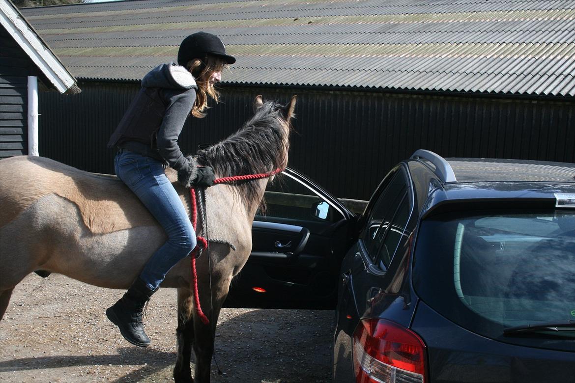 Welsh Partbred (Sec F) Tivall -  Valler over og hilse på min far i bilen. Hihi<3 billede 11