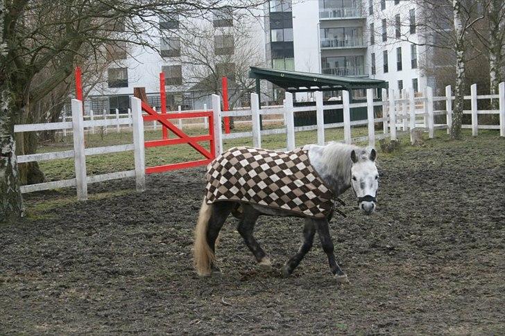 Anden særlig race Viggo billede 10