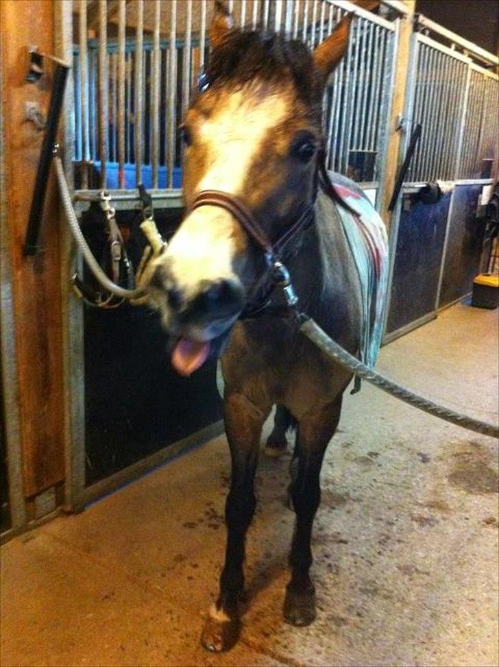 Welsh Partbred (Sec F) Tivall -  Charmerende pony<3 Du så dejlig.. billede 12