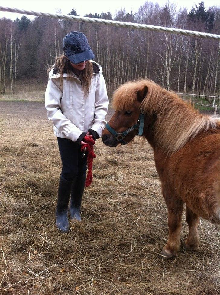 Shetlænder Emil!<33 - Nårh Okay Vil du havde mig men så kom og ta Mig!<33 billede 12