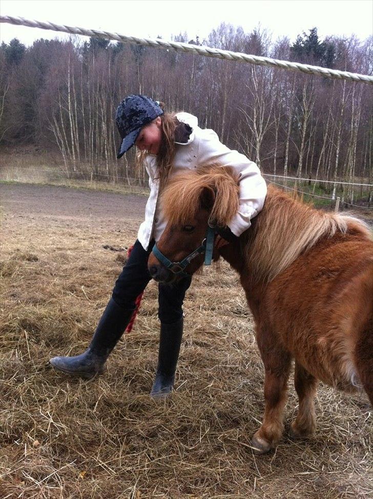 Shetlænder Emil!<33 - Du fik Mig!<33 billede 13