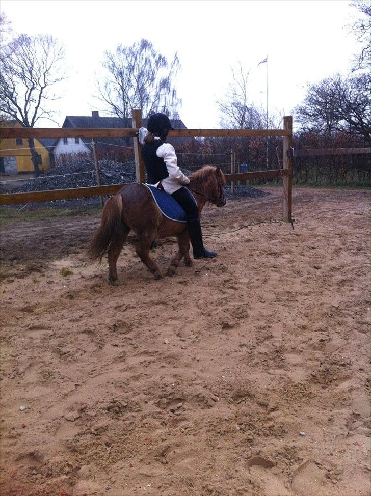 Shetlænder Emil!<33 - Du Og Jeg!<33 billede 14