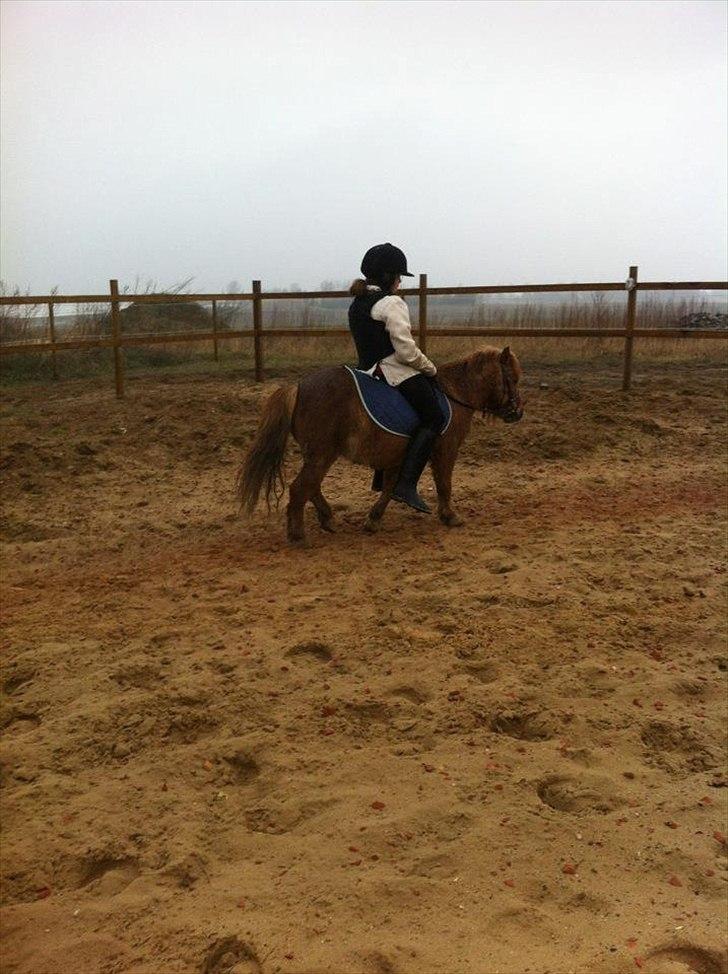 Shetlænder Emil!<33 - Love You!<333 billede 15