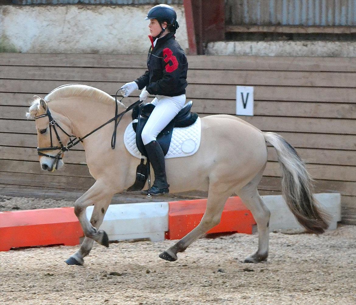 Fjordhest Pepsi Pony - lPeps <3l - 4) Til stævne på Holmdruphuse, 1 & 2 plads med hjem :D, her fra opvarmning, sidder lidt sjovt :)
Foto: Lizet. billede 4