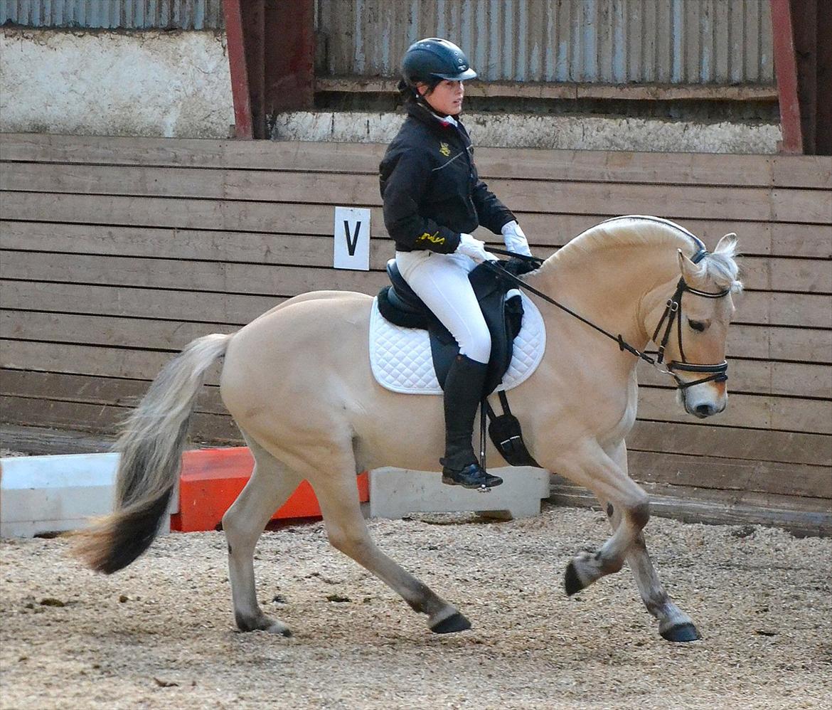 Fjordhest Pepsi Pony - lPeps <3l - 18) Til stævne på Holmdruphuse, 1 & 2 plads med hjem :D, her fra opvarmning. :)
Foto: Lizet. billede 18
