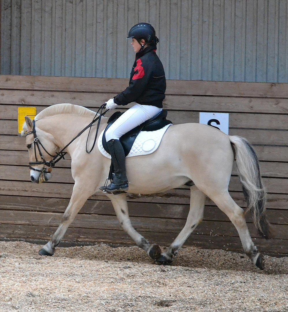 Fjordhest Pepsi Pony - lPeps <3l - 17) Til stævne på Holmdruphuse, 1 & 2 plads med hjem :D, her fra opvarmning. :)
Foto: Lizet. billede 17