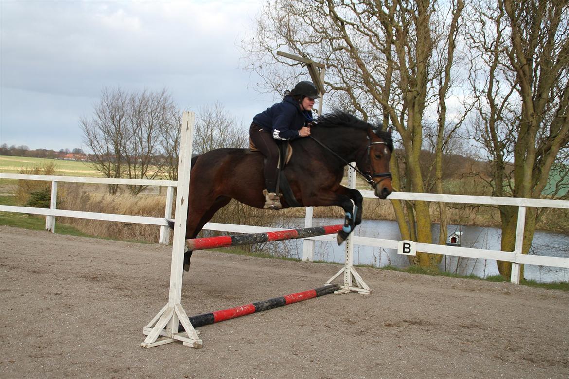 Anden særlig race Celina billede 20