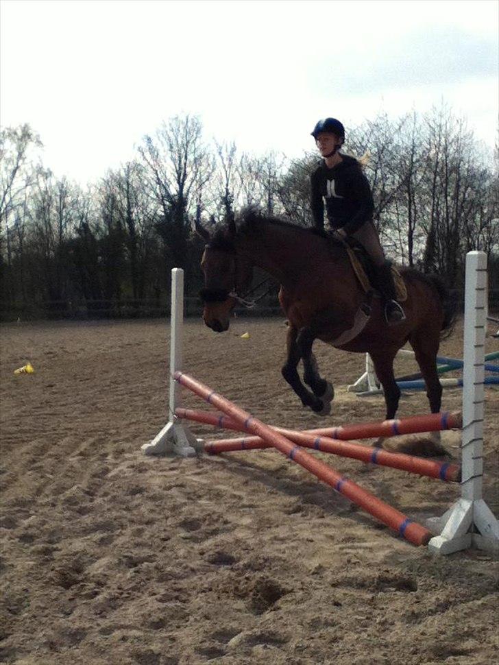 Dansk Varmblod Bellevue - taget 19-4-12. Ca 50 cm billede 6