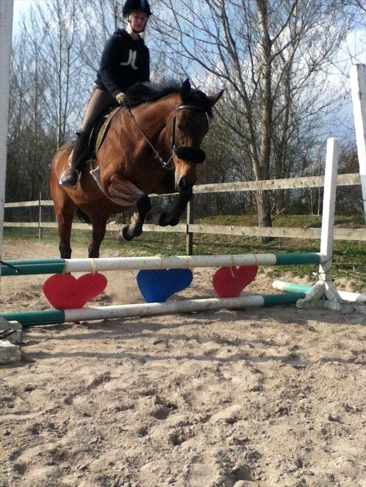 Dansk Varmblod Bellevue -  taget 19-4-12. Ca 50 cm billede 7