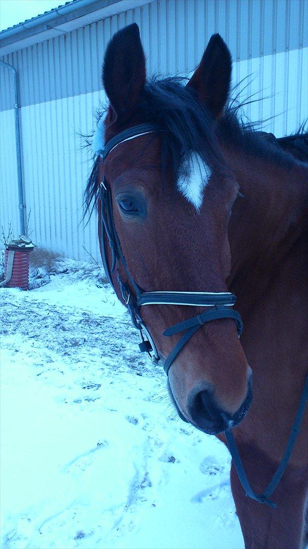 Anden særlig race Amigo billede 14