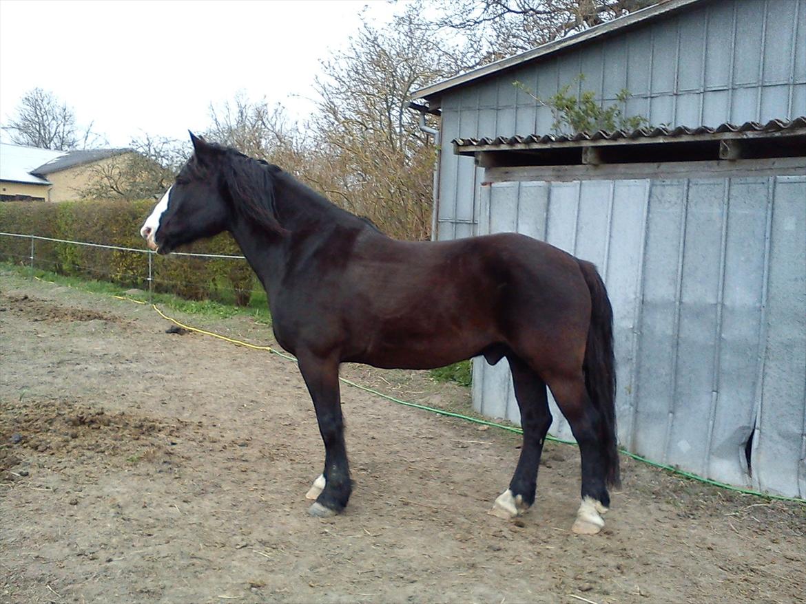 Koldblodstraver Aladin - Himmelhest billede 2