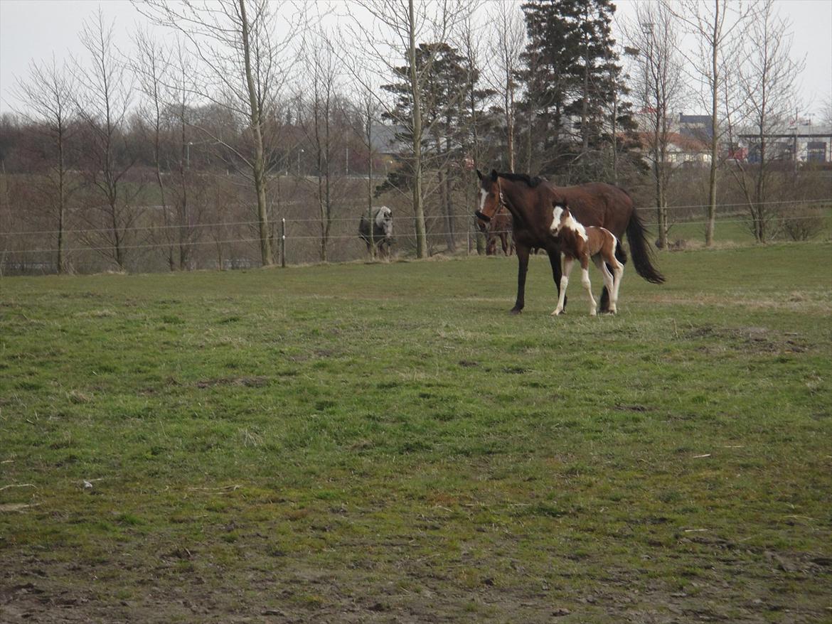 Pinto Sigen`s Samir - Lige en lille gåtur med mor :) billede 7