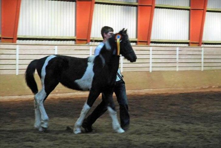 Barockpinto Lancelot 1 præmie hingst  billede 2