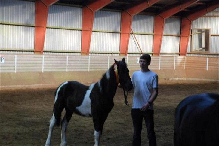 Barockpinto Lancelot 1 præmie hingst  billede 3