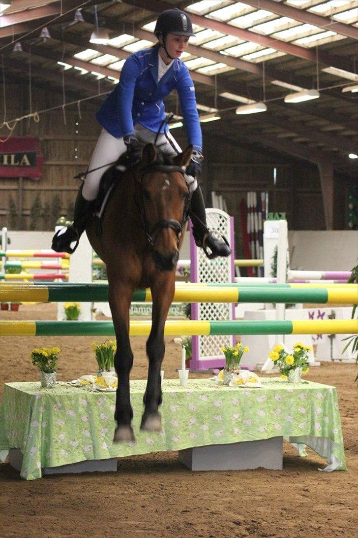 Anden særlig race Aktiv Junior (Lånehest) - LA** i KAR, jokerspring. billede 17