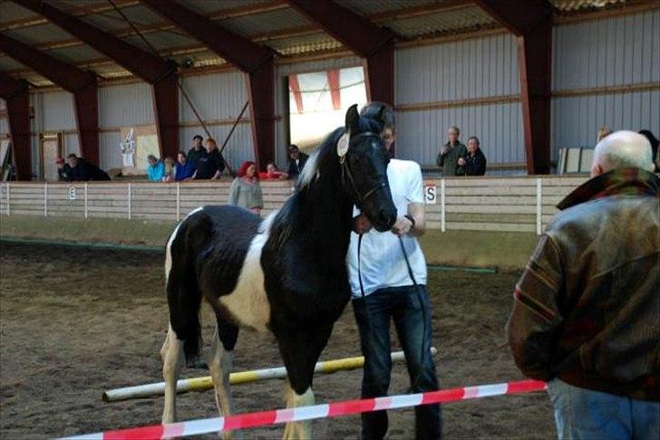 Barockpinto Lancelot 1 præmie hingst  billede 4