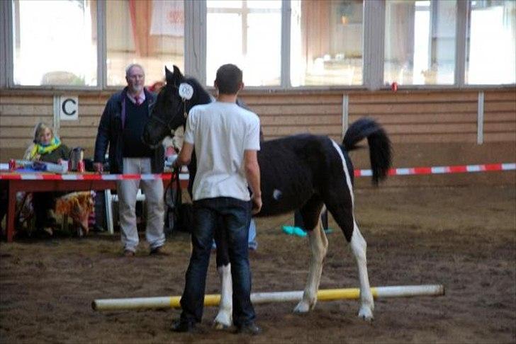 Barockpinto Lancelot 1 præmie hingst  billede 20