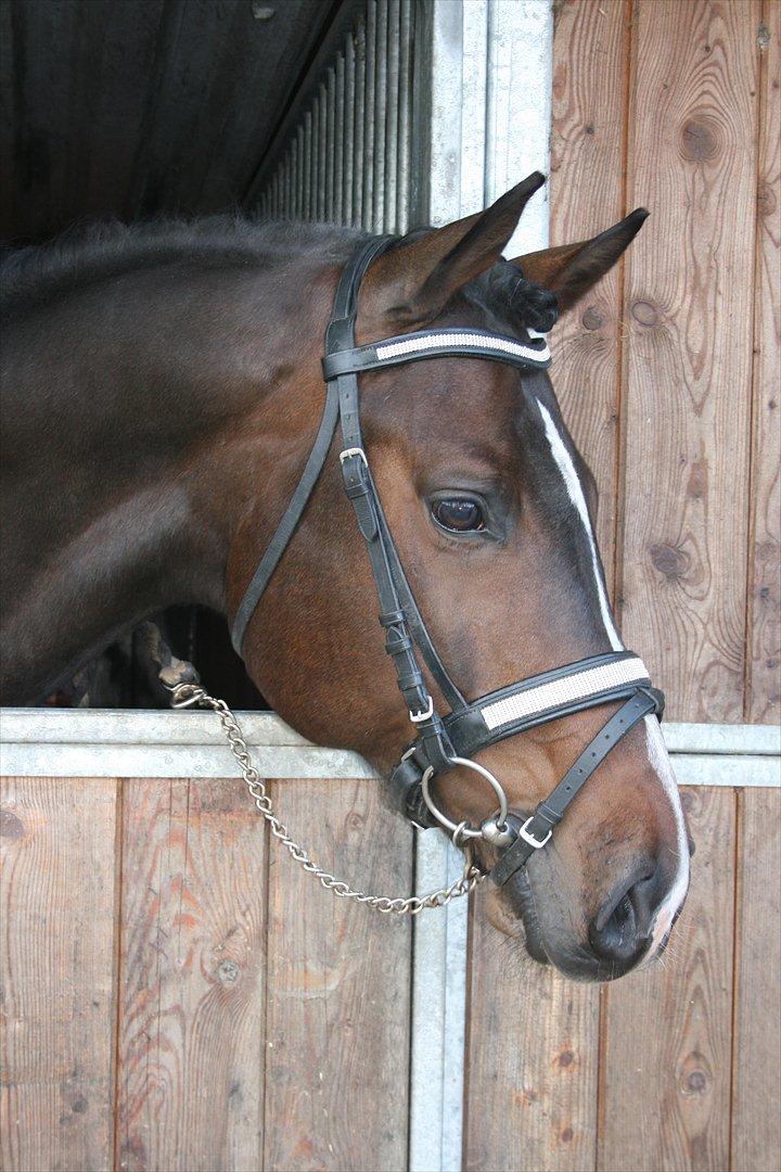 Tjekkisk Varmblod  Alcazar R.I.P <3 - NYT! 17/4-2012 billede 16