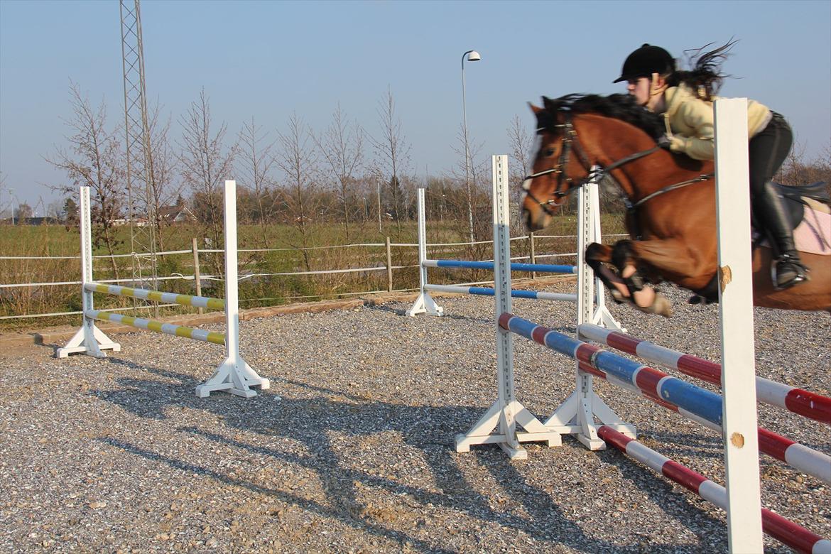 Hollandsk Sportspony Álice - Træning d. 19 April Foto: Mor billede 7