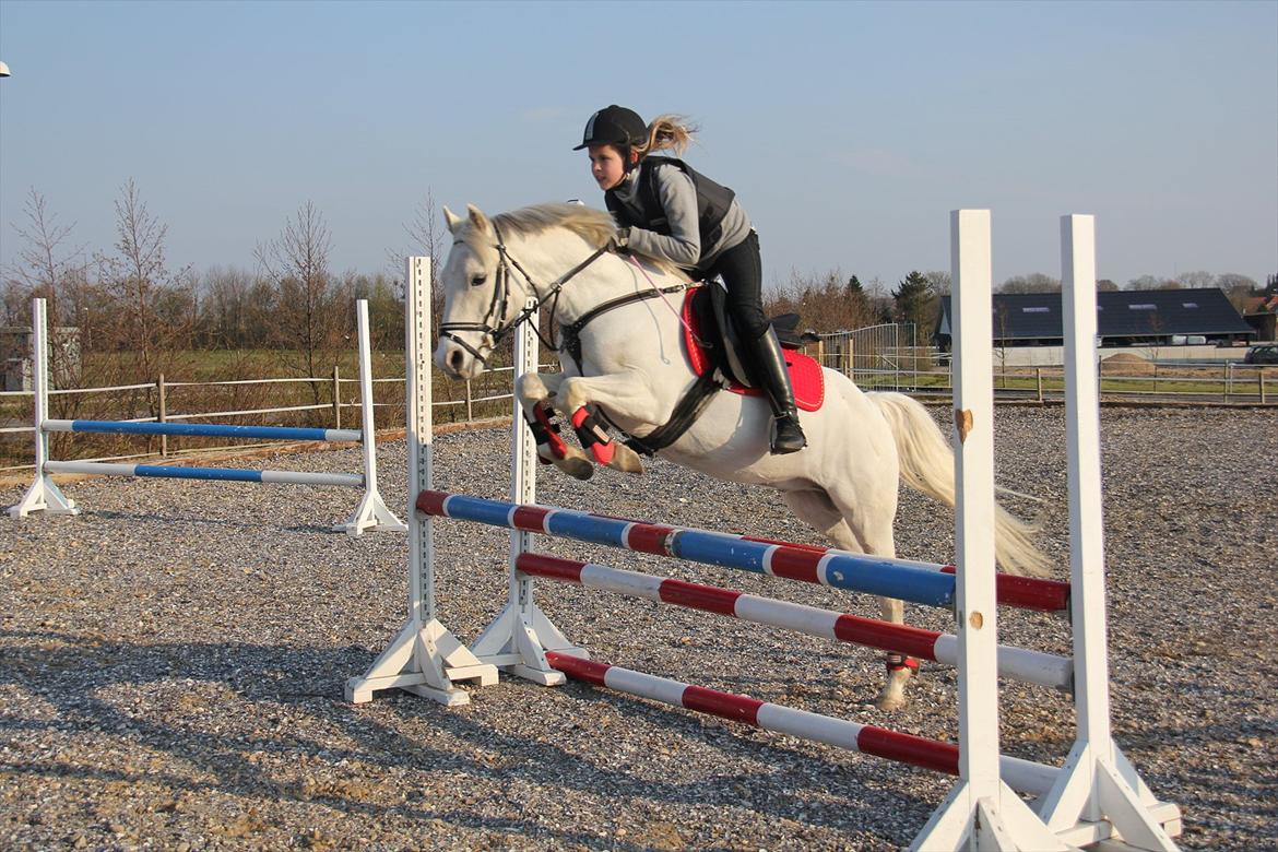 Anden særlig race Whisdom By Jazz [Søsters] - Whisser og Lykke træning 19. April Foto: Mig billede 20