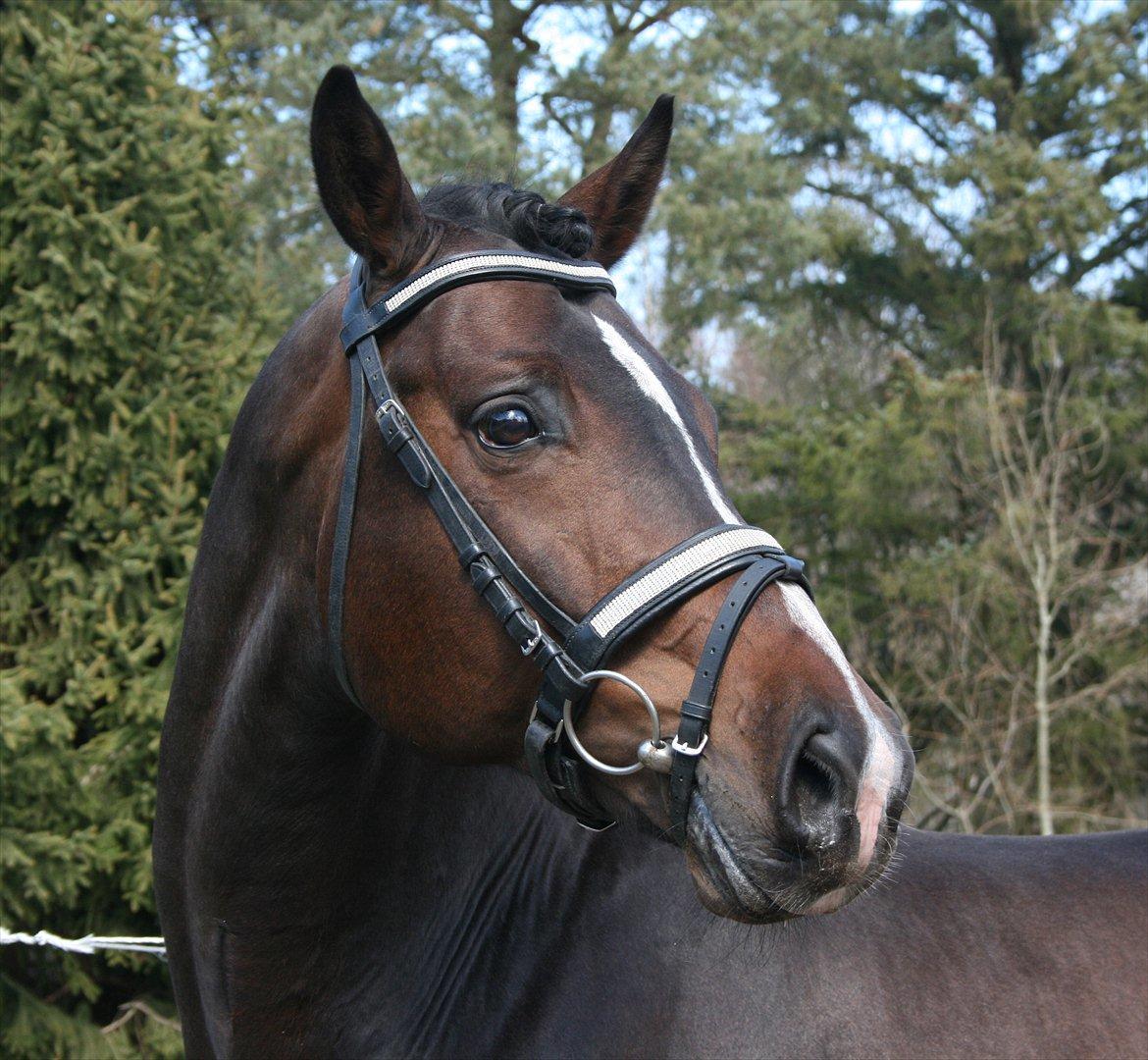 Tjekkisk Varmblod  Alcazar R.I.P <3 billede 1