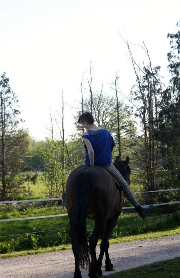 Anden særlig race Ferdinan billede 16