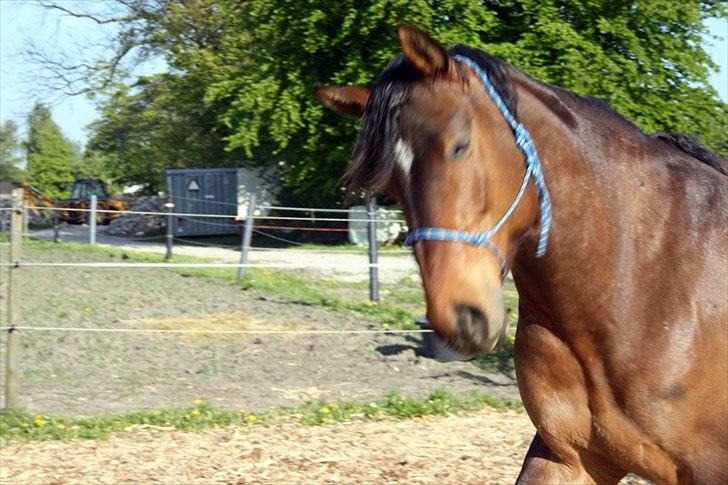 Anden særlig race Ferdinan billede 20