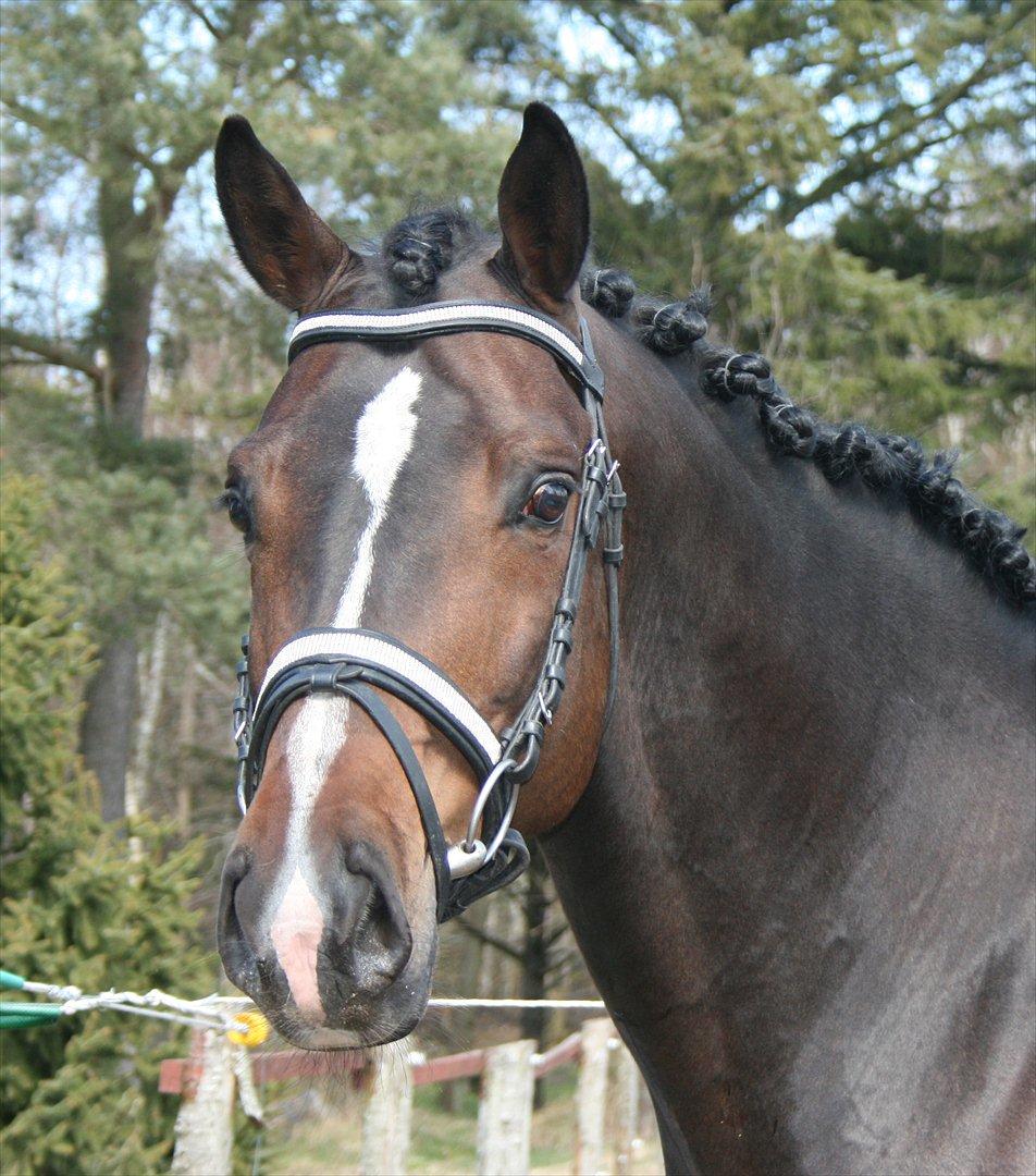 Tjekkisk Varmblod  Alcazar R.I.P <3 billede 19