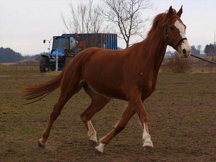 Dansk Varmblod Engholms Windcome - Windcome i longe 3. gang vi var ude og se/prøve ham billede 15