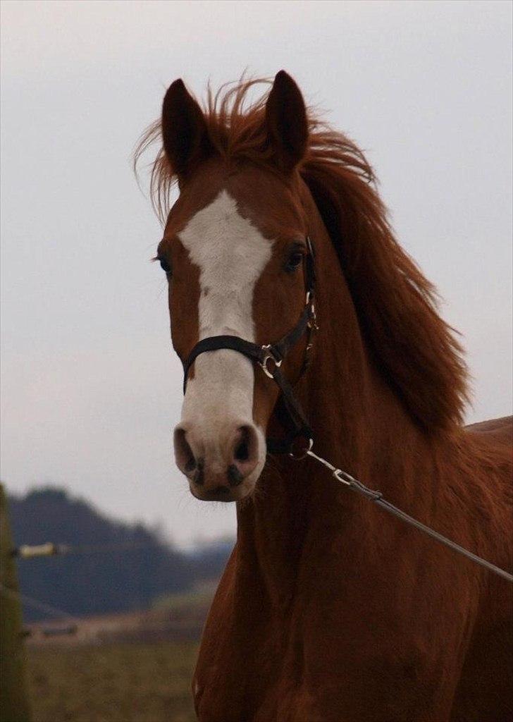 Dansk Varmblod Engholms Windcome billede 8