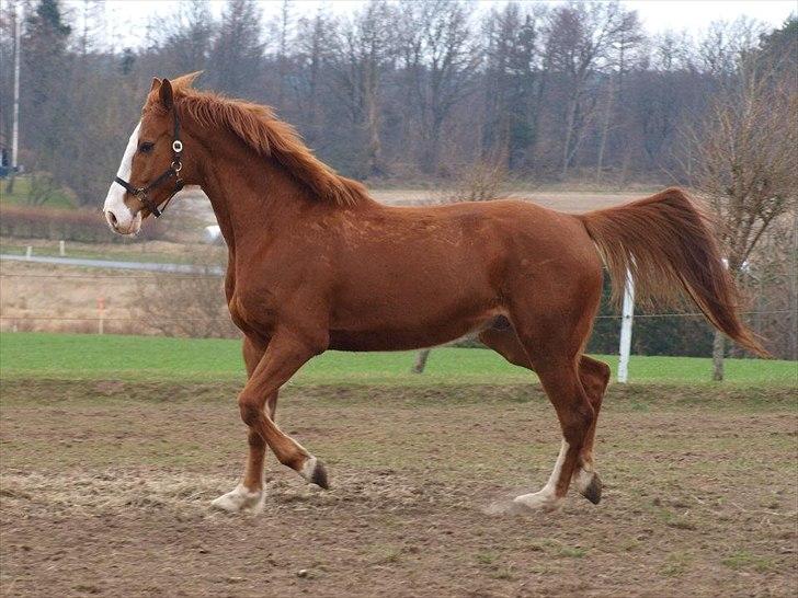 Dansk Varmblod Engholms Windcome billede 13
