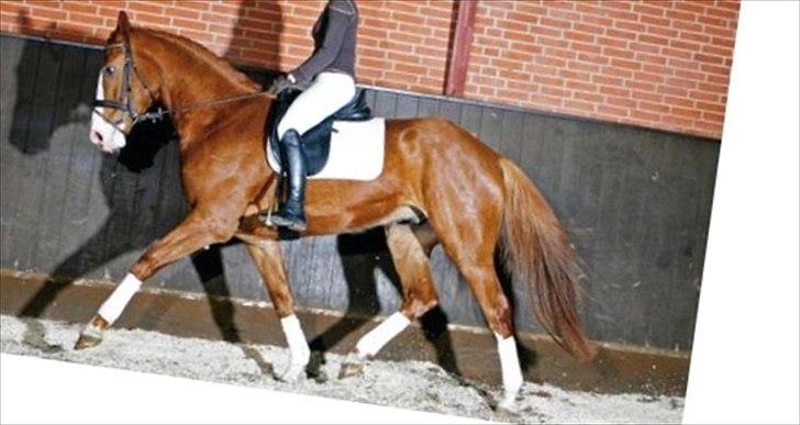 Dansk Varmblod Engholms Windcome - I tilridning i 2008 billede 5