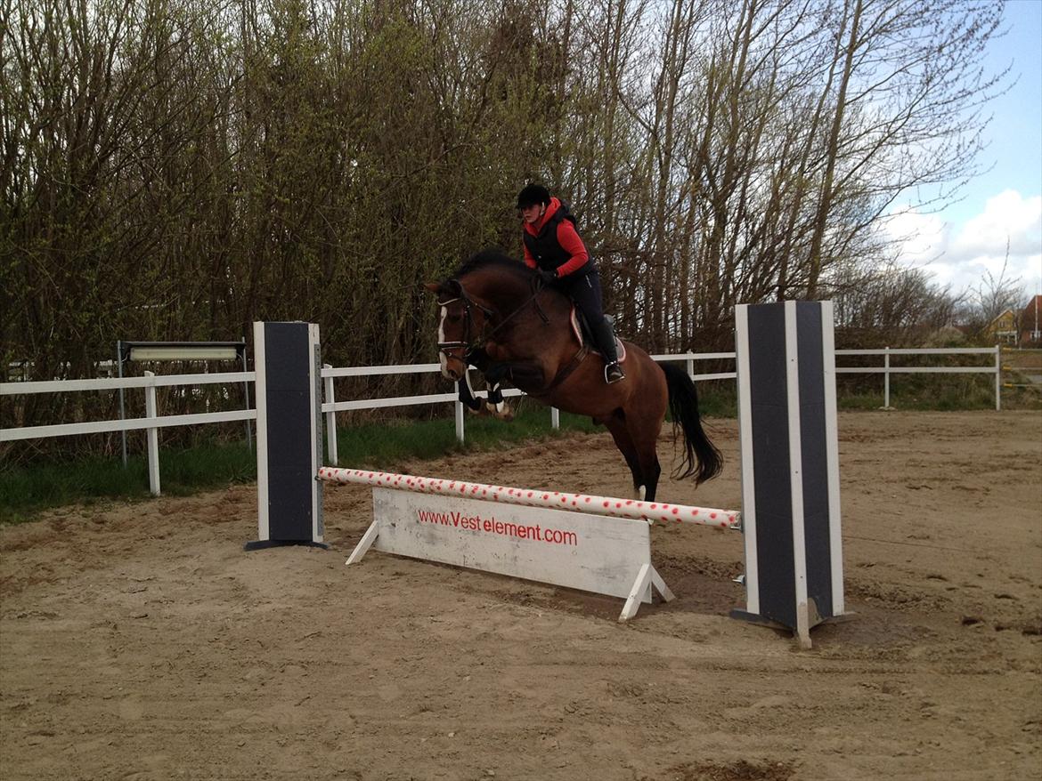 Dansk Varmblod Kalumhus' Kazio billede 19