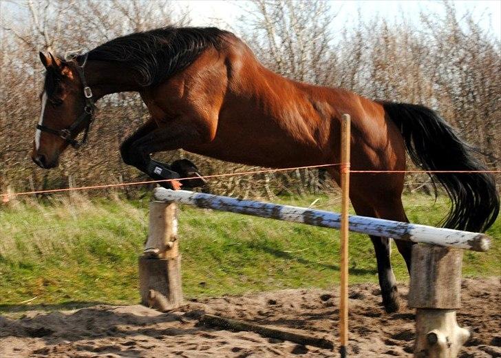 Anden særlig race Enggaarden's Prince - løsspring 18/4-12 billede 19