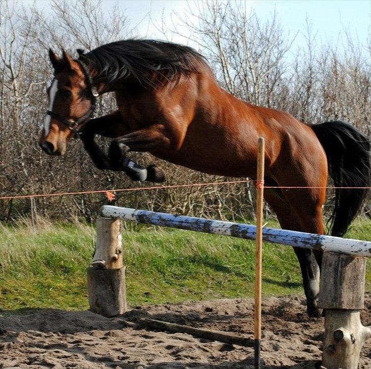 Anden særlig race Enggaarden's Prince - løsspring den 18 april 1012 billede 20