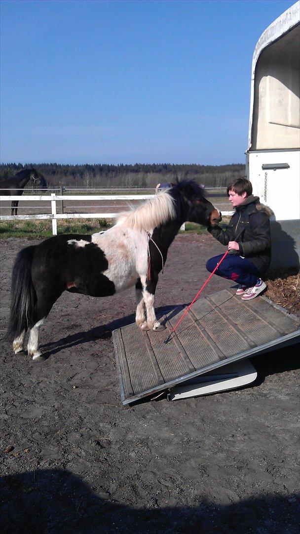 Shetlænder Karoline (Pony) - Trailerhygge :) Vimse står på folden og kigger med ... <3 2013 billede 10