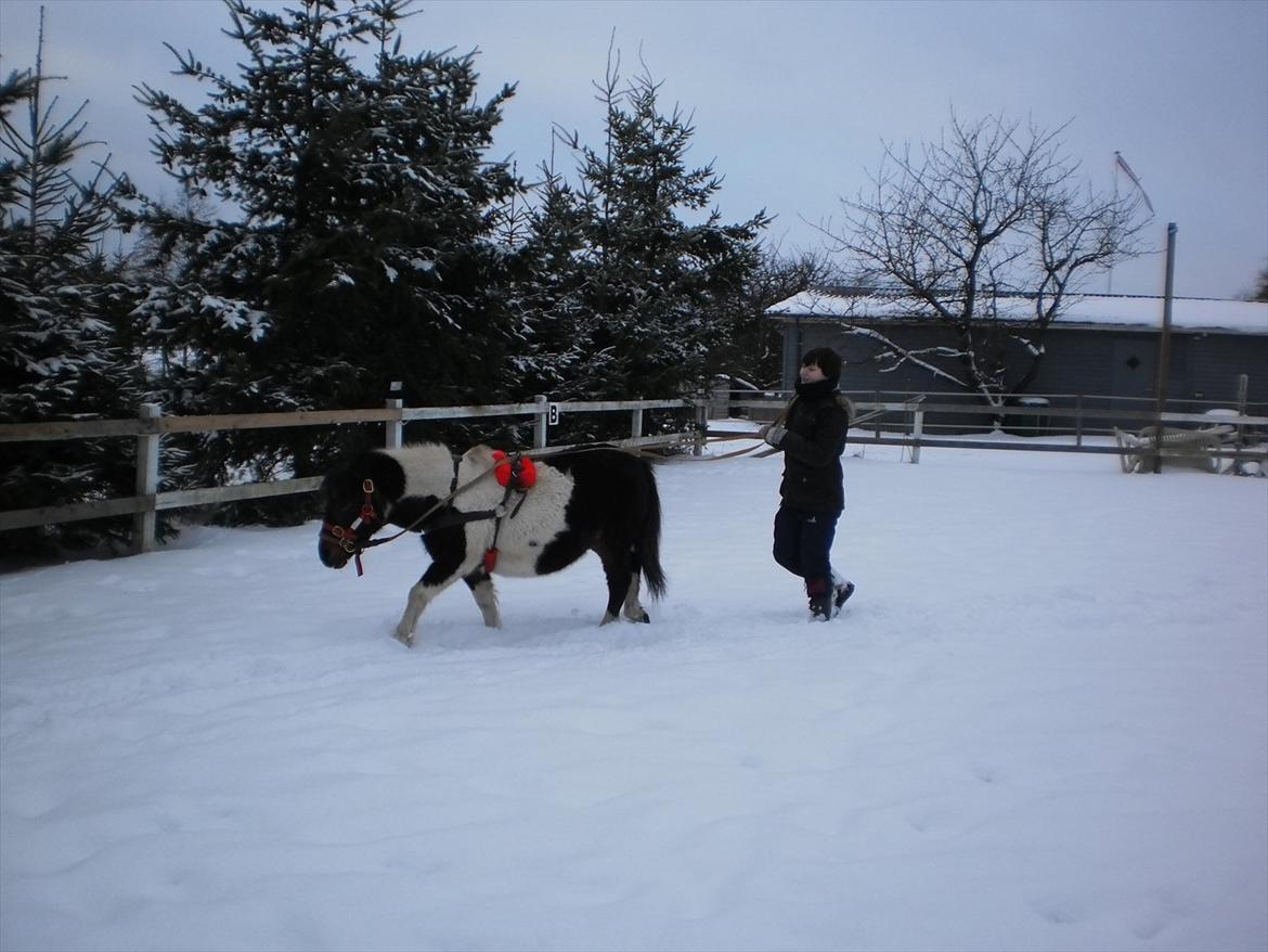 Shetlænder Karoline (Pony) - Leg i sneen :) 2011-12 billede 7