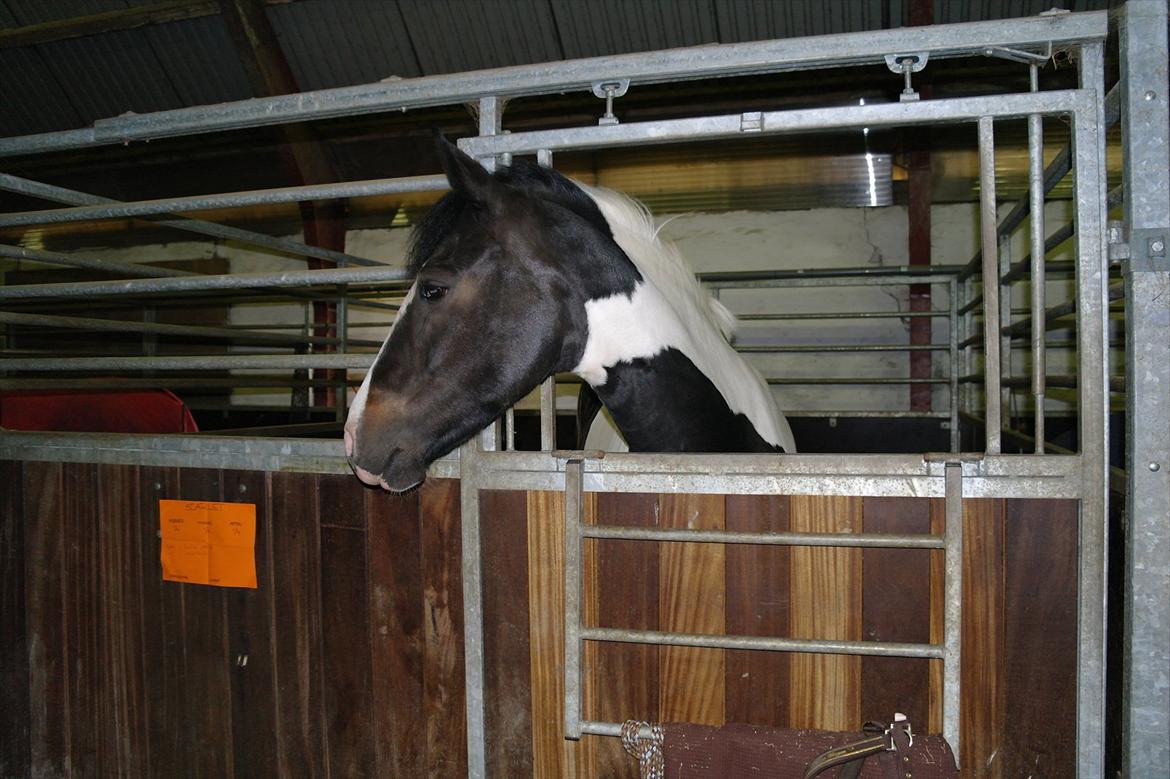Anden særlig race Scarlet - Scarlet i sin nye boks på Sportsrideklubben Lerbæk. Super tilfreds lille plet :p  billede 15