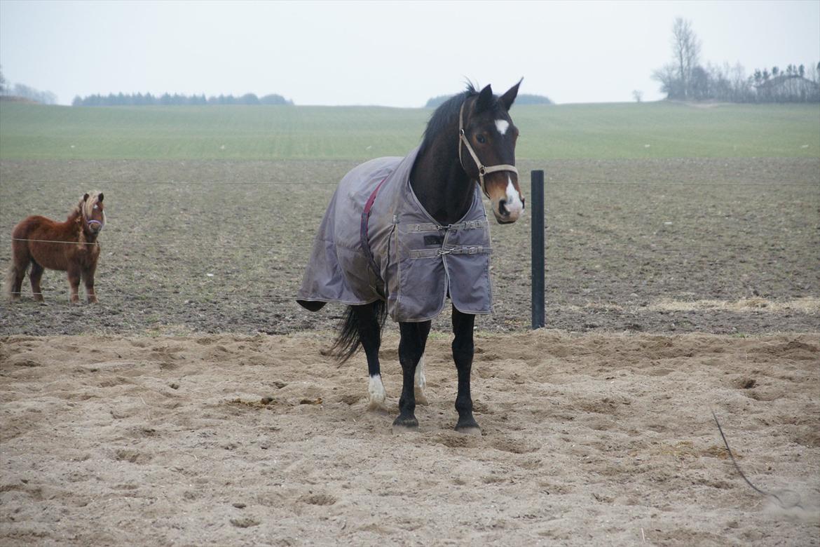 Oldenborg SUNI HEDEVANG billede 2