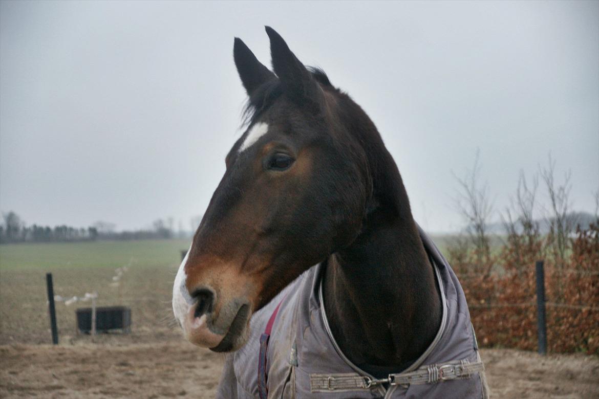 Oldenborg SUNI HEDEVANG billede 4