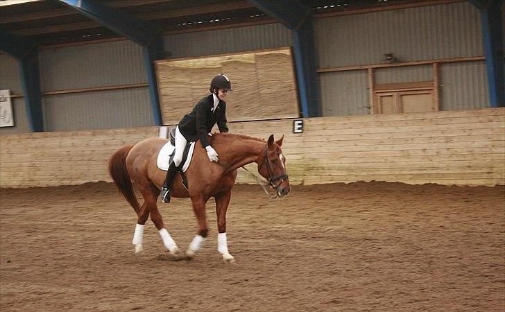 Dansk Varmblod Activ - Goooooood hest <3 billede 10