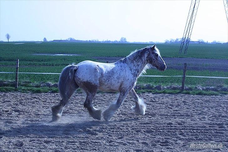 Irish Cob sjors 9 <3 - så smuk en gang han har

foto: mig billede 2
