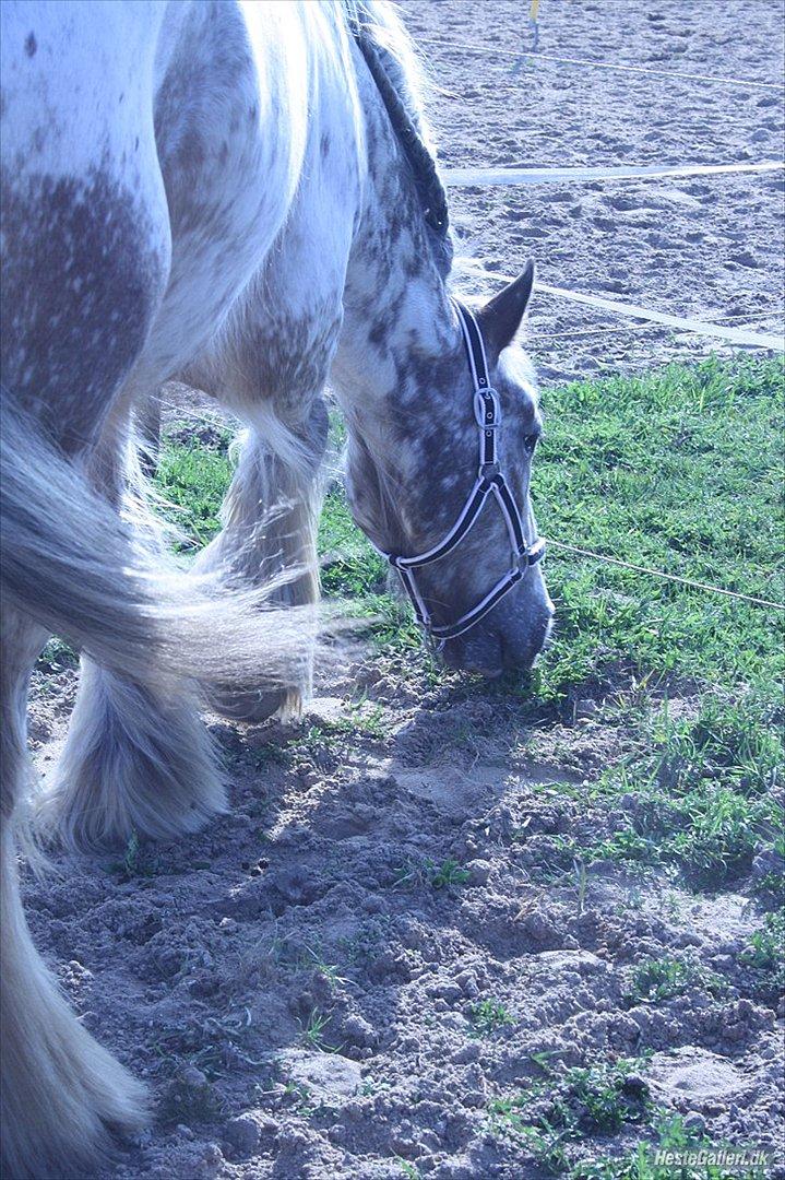 Irish Cob sjors 9 <3 - fil lille dreng 

foto: mig billede 18