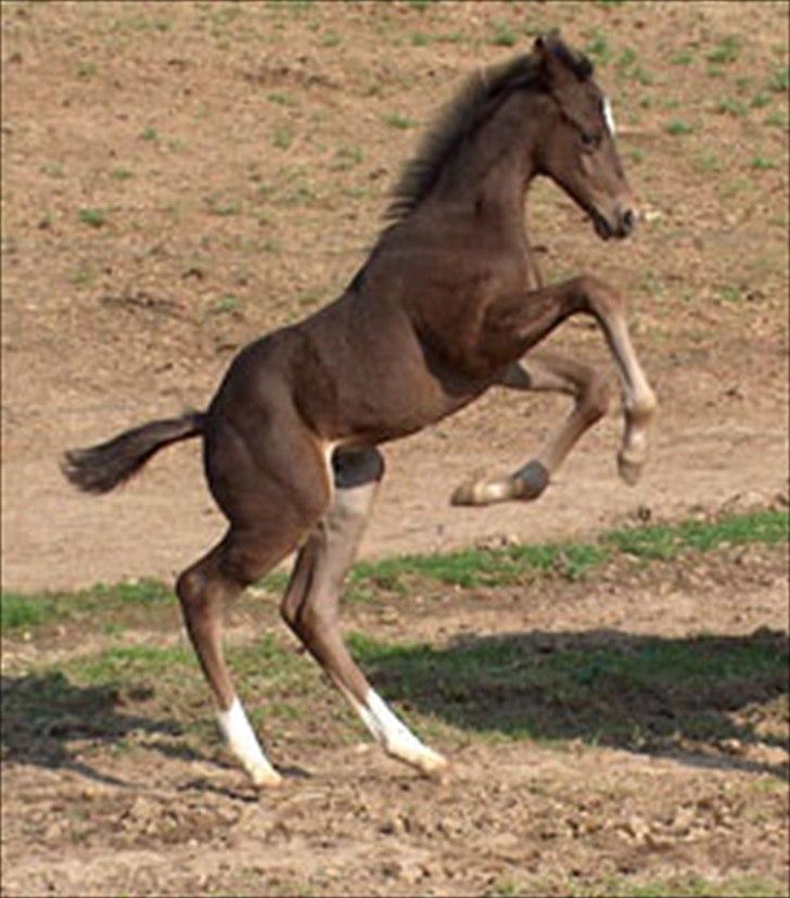 Quarter San Par Vision - Vissen som føllebølle :) billede 13